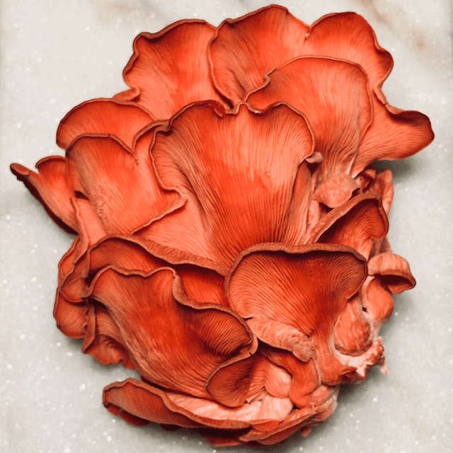 Roze oesterzwam BIO (Pleurotus djamor)